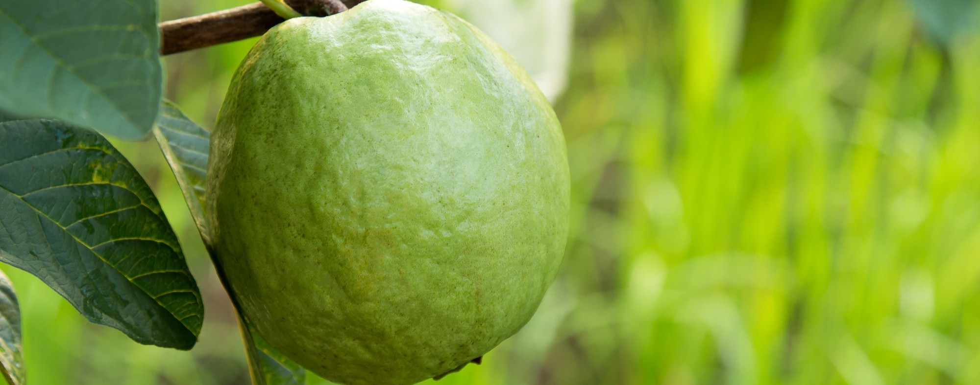 Guava tree